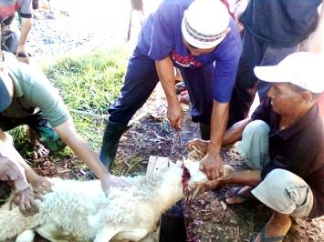 Menyembelih Hewan Karena Selamat dari Kecelakaan