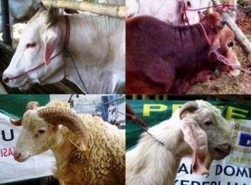 Urutan Hewan Kurban Paling Utama; Kambing atau Patungan Sapi?