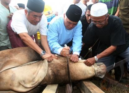 Voa-Islamic Science (2): Subhanallah, Ternyata Hewan Qurban Tidak Merasa Sakit Ketika Disembelih