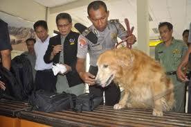 Untuk Melacak, Anjing dari Luar Negeri pun Didatangkan oleh Pemerintah