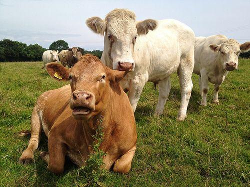 Science: Orang Barat Terkejut Dengan Cara Islam Menyembelih Sapi