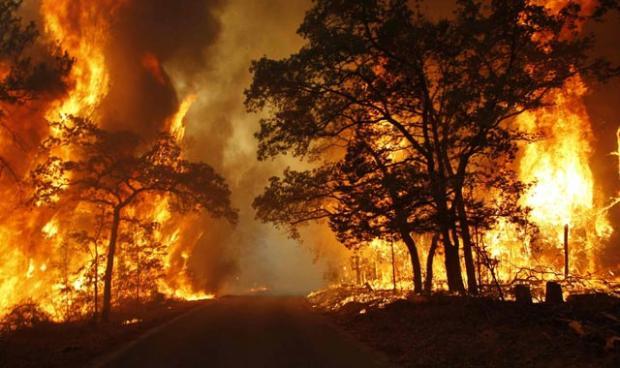 Perusahaan Bakar Hutan agar Irit Biaya Operasional