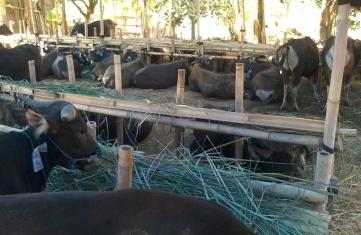 Butuh Sapi Bali untuk Qurban, Pesan Saja ke Koperasi Syariah BMT Harum