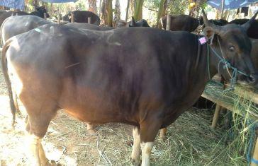 Sapi Bali Terbesar Harga Rp. 25 Juta Baru Datang