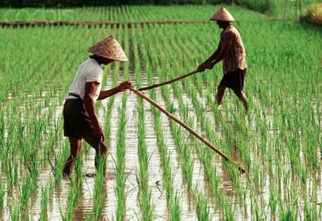 Data Statistik: Ironis, Luas Sawah di Negeri Ini Makin Menciut