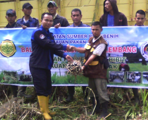 BIB Berikan 20.000 Stek Rumput Taiwan untuk Peternak MTN 