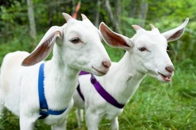 Aqiqah dengan Kambing Betina