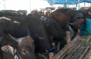 Tersisa 50 Ekor Sapi Bali untuk Qurban, Minat, Pesan Sekarang ke BMT Harum!