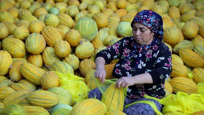 Empat Orang Tewas di Australia Akibat Keracunan Melon