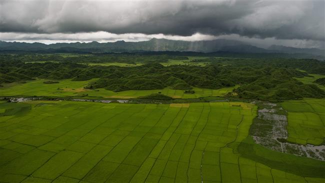 Pemerintah Myanmar Mulai 'Curi' Padi dari Sawah Milik Muslim Rohingya yang Pergi dari Rakhine