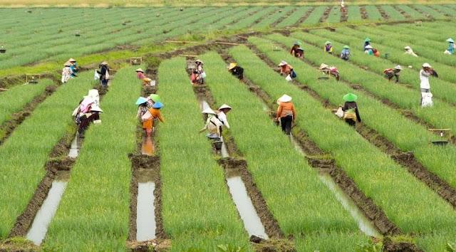 Fatamorgana Petani Sejahtera