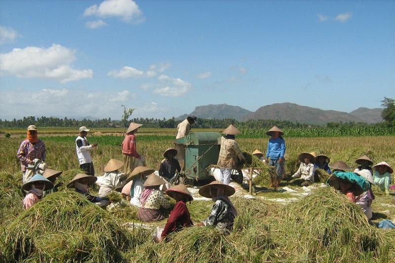 Beras dan Petani, Lumbung Suara yang Terbaikan