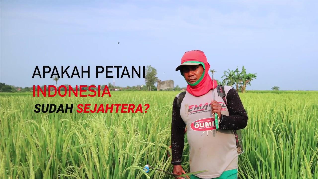 Hari Tani Nasional: Petaniku Sayang, Petaniku Malang